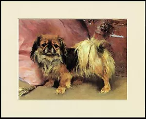 PEKINGESE LOVELY LITTLE DOG PRINT MOUNTED READY TO FRAME - Bild 1 von 1