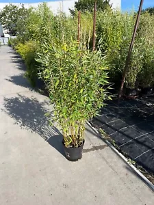 2 x Bambus / Fargesia Rufa / ca. 200cm / Bambuspflanze / Garten - Bild 1 von 1