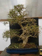 bonsai frassino h 60 cm visita il negozio