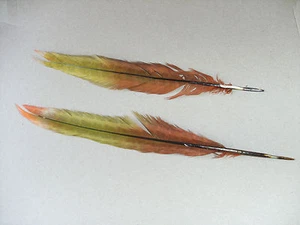2 longues jolies plumes - 30 cm longueur  - Imagen 1 de 2