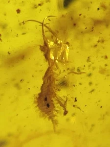 Fossil amber Insect Burmese burmite Fly Larva Myanmar 18.7/12.2/3.4 mm - Picture 1 of 6