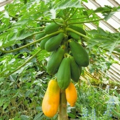 COLD CLIMATE Dwarf Paw Paw Papaya SWEET MARY 10 Seeds Tree Melon ORGANIC Fruit - Image 1 of 2