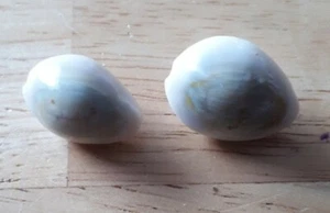 2 x 20mm x 7mm shanked shell buttons (37) - Picture 1 of 4