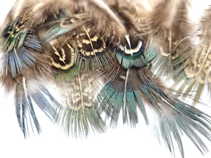 PHEASANT TAIL FEATHERS - BLUE/ IREDESCENT - TAILS - 12 pc. - Fly Tying Material - Picture 1 of 2