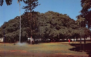 Postcard HI: Famous Banyan Tree, Lahaina, Maui, 1951, Hawaii - Picture 1 of 2