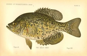 1889 Vintage Denton Fish Print ~ First Ed. The Calico Bass AKA Crappie ~ Plate 9 - Picture 1 of 1