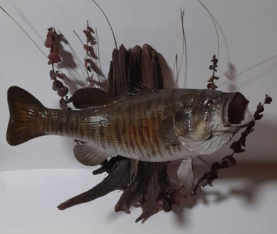 Taxidermy 18" Smallmouth Bass Fish Mount Driftwood Display Cabin Decor - Image 1 of 4