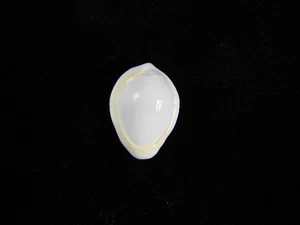 Sea Shell Prunum cinctum 18.7mm ID#9434 - Picture 1 of 2