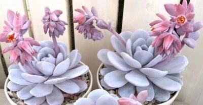 Echeveria Pink Laui  4cm ，Single ONE plant  succulent  - Image 1 of 4