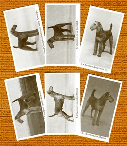 AIREDALE TERRIER SET SECHS BENANNTE HUNDE SAMMELKARTEN SAMMELKARTEN TOLLES GESCHENK - Bild 1 von 1