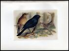 1917 H.E. Dresser Birds of Britain Original Antique Bird Print Blackbird