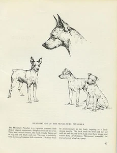 MINIATURE PINSCHER VINTAGE MIN PIN PRINT SKETCH PAGE ARTIST BRIDGET OLERENSHAW - Picture 1 of 1