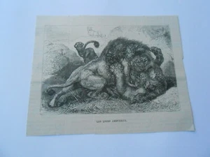 Gravure 1879 - Les Lions Amoureux - Picture 1 of 1