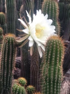 Echinopsis spachiana Golden Torch Cactus 20" Cutting Big White Flowers FAST SHIP - Picture 1 of 5