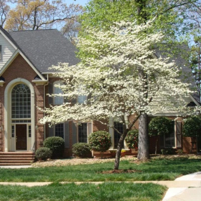 Белое цветущее кизиловое дерево — живое растение в горшке на четверть (высота 10–16 дюймов) - Изображение 1 из 4