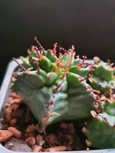 Euphorbia Meloformis - Imagen 1 de 7