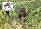 E0008 WWF Maximalkarte 1991 Wildtiere Äquatorialguinea Mandrill