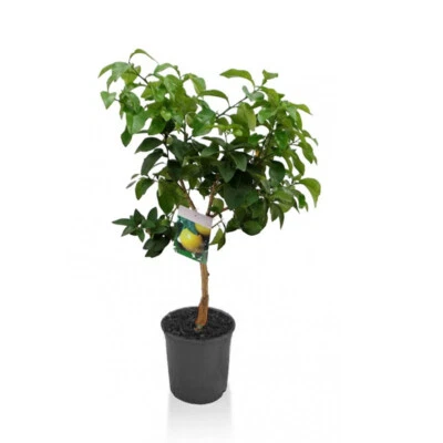 VIVAIO DI CASTELLETTO Pompelmo rosa "Citrus Paradisi" pianta di Agrumi di Sicilia in vaso ø22 cm