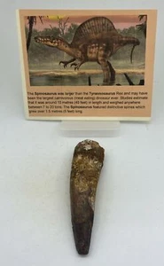Spinosaurus Tooth dinosaur fossil Before T Rex Cretaceous K899 - Picture 1 of 4