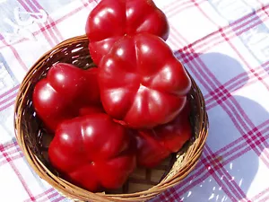 Paprika di pomodoro - Paradicsompaprika - 5+ semi - DOLCE MIELE e CRICCANTE! Ca 025 - Foto 1 di 1