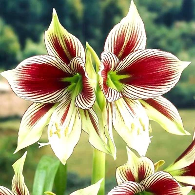 Amaryllis Papilio Hippeatrum Butterfly  25+ Landscaping Pack of Seeds. - Image 1 of 4