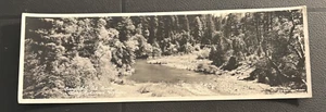 RPPC Jumbo Panoramic  Art-Ray California Redwoods Eel River - Picture 1 of 4
