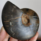 184g Natural black ammonite fossil conch Crystal specimen healing  D27