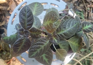 Episcia or Flame Violet - 'Teddy Bear '~Indoor/Outdoor Trailing Plant. - Picture 1 of 2