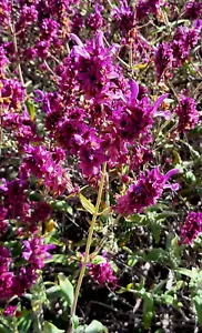 30 Seeds Of Salvia Canariensis - Salvia Pink Flowers - Picture 1 of 2