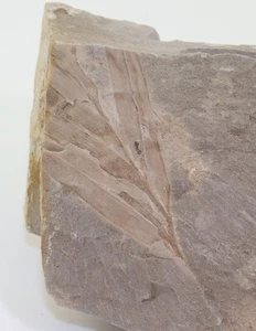 Konifere, Podozamites distans, Jura, Hettang, Pechgraben b. Bayreuth, D -L733 - Picture 1 of 3