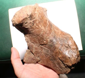 Triceratops Metatarsal Toe Foot Dinosaur Fossil Hell Creek Formation Cretaceous - Picture 1 of 13
