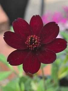Cosmos astrosanguineus 'Chocolate' - Picture 1 of 1