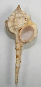 MUREX LANGLEITAE 67.13mm BEAUTIFUL RARE SPECIMEN off Pemba Island, Tanzania - Picture 1 of 2