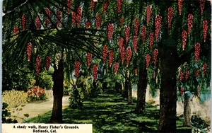 Vintage Postcard Shady Walk at Henry Fisher’s Grounds Redlands California - Picture 1 of 2