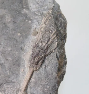 Crinoide,Daedalocrinus bellevillensis, Ordovizium, Brechin, Ontario, Kanada-9158 - Picture 1 of 5