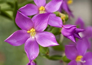 SAMEN  eine lila Sternblüte -  die schönen Zierpflanze Orphium Duft Samen Exot - Bild 1 von 1