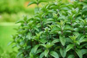 Organic Dried Pepper Mint Leaves. Grown in USA. Freshly Dried & Sealed. - Picture 1 of 4