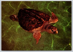 Postal Tortuga Boba Caretta caretta AMNH Museo de Historia Natural - Imagen 1 de 2