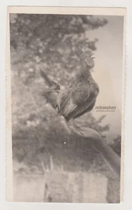 Crowing Proud Rooster Perched on Invisible Man Hand Greeting Day with His Song - Picture 1 of 7