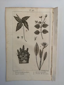 PLANCHE / GRAVURE de 1816 - BOTANIQUE (P26) - Foto 1 di 2