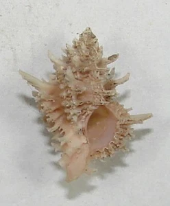 MUREX JUDITHAE 18,60 mm SUPER ELECCIÓN MUESTRA Liguid Is., Davao, Filipinas - Imagen 1 de 2