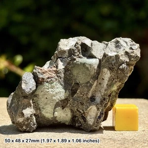Fossil Block - Fish, Reptile, Coprolite Bed - Aust Cliff, Bristol UK - Westbury - Picture 1 of 2