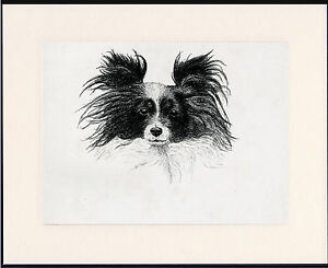 PAPILLON OLD DOG HEAD STUDY PRINT 1935 BY C.F. WARDLE MOUNTED READY TO FRAME