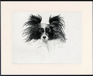 PAPILLON OLD 1935 DOG HEAD STUDY PRINT BY C FRANCIS WARDLE MOUNTED - Picture 1 of 1