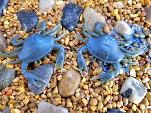 2" Crabby - Picture 1 of 7