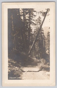 Fallen Leaf Lake Trail RPPC 1911 Lake Tahoe CA Horse Rider Panama Pacific Cancel - Picture 1 of 2