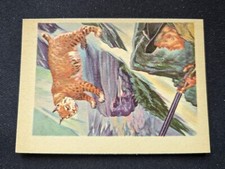1956 Gum Inc. Adventure Card # 14 Shy, Beautiful and Wild .... (EX)