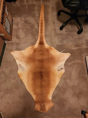 Piel corta de canguro rojo 72" X 38" Foto 1 de 4