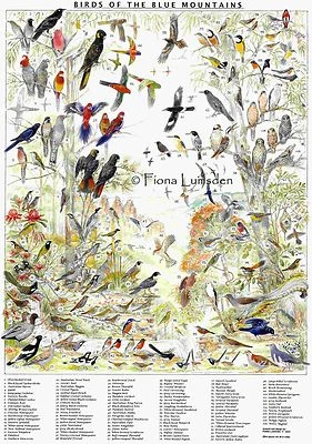 Blue Mountains Bird Poster ... Un-Laminated (best for custom framing) - image 1 of 4