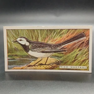 1920s Ogden's Birds Press-Outs PIED WAGTAIL Antique Tobacco Cigarette Card - Picture 1 of 2